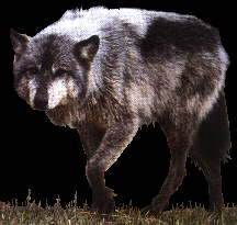graywolf.jpg (9458 bytes)